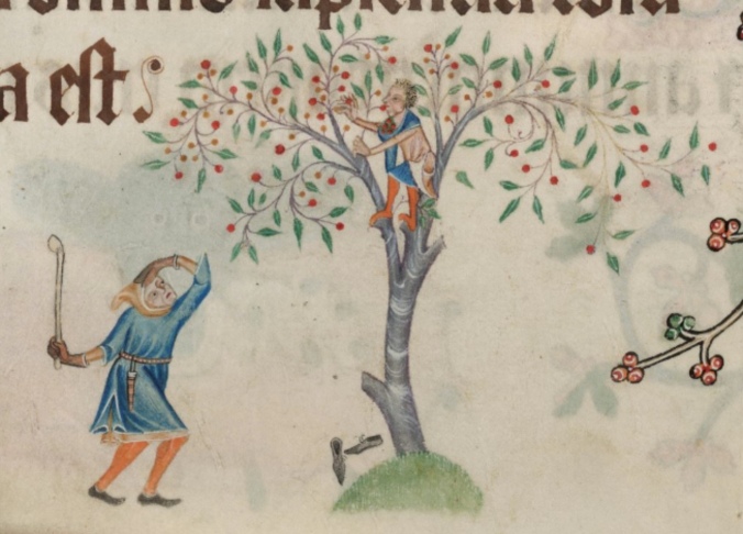 A medieval drawing of a boy in a cherry tree eating/stealing the cherries. Under the tree is a man with a club. 